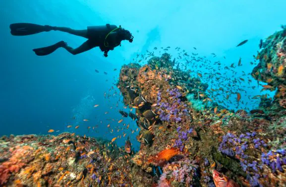 A diver exploring a colourful coral reef in the Maldives