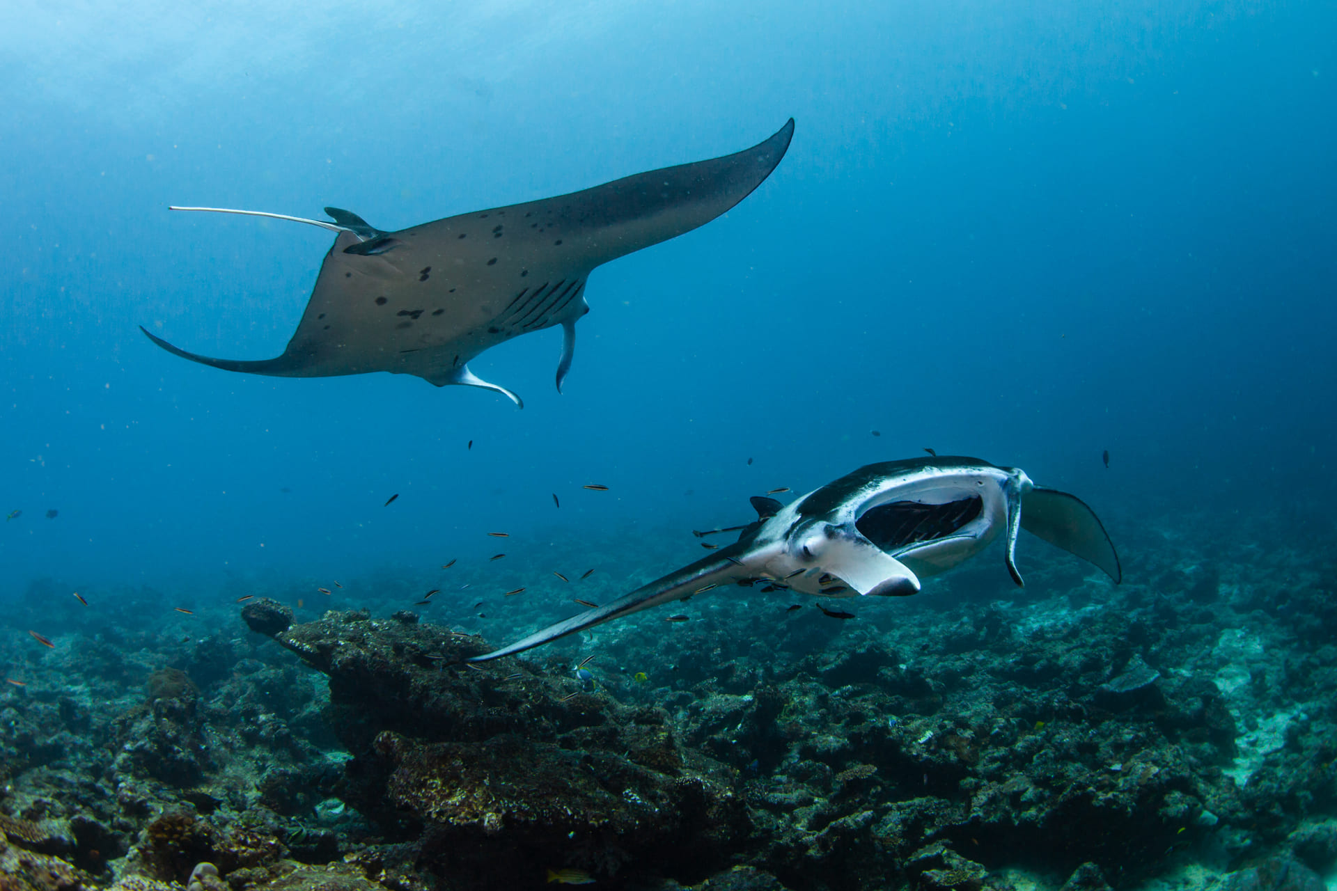 Two manta rays swimming above a Maldivian coral reef